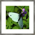 Green-veined White Butterfly Donegal Framed Print