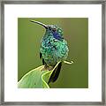 Green Violet-ear Hummingbird Framed Print