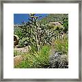 Greening Of The High Desert Framed Print