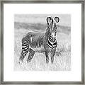 Grevy Zebra  5953bw Framed Print