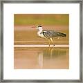 Grey Heron Ardea Cinerea Framed Print