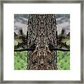 Grey Squirrels On The Look Out Framed Print