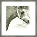 Grey Welsh Pony Framed Print