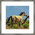 Grey, White And Chestnut Horse Panorama View Framed Print