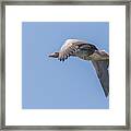 Greylag Goose - Anser Anser Framed Print