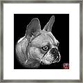 Greyscale French Bulldog Pop Art - 0755 Bb Framed Print