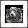 Greyscale Shetland Sheepdog Dog Art 9973 - Bb Framed Print