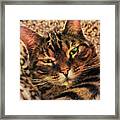 Griffin My Bengal Cat Framed Print