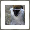 Grivet Monkey Framed Print