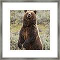 Grizzly 399 Framed Print