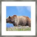Grizzly And Blue Sky Framed Print