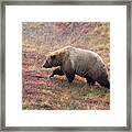 Grizzly At Denali National Park Framed Print