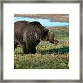 Grizzly At Yellowstone Lake Framed Print