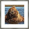 Grizzly Bear Bathtime Framed Print