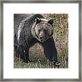 Grizzly Bear In Fall Framed Print