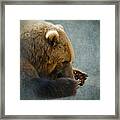 Grizzly Bear Lying Down Framed Print