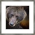 Grizzly Bear Portrait Framed Print