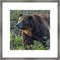 Grizzly Boar At Lake Overtake Framed Print
