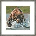 Grizzly Charge Framed Print