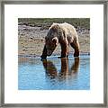 Grizzly  Cub Drinking From Stream In Katmai National Park Framed Print