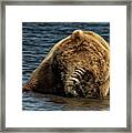 Grizzly Grooming Framed Print