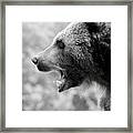 Grizzly Growl Black And White Framed Print