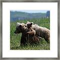 Grizzly  Mother And A Cub In Katmai National Park Framed Print