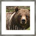 Grizzly Portrait Framed Print