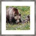 Grizzly Sow And Cub In Summer Flowers Framed Print