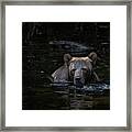 Grizzly Swimmer Framed Print