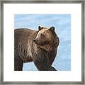 Grizzly's Attention Framed Print