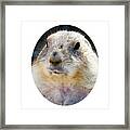 Ground Squirrel Portrait Framed Print