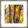 Growing Gold - Photograph Framed Print