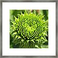 Growing Green Framed Print