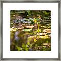 Growing In The Water Framed Print
