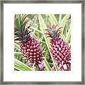 Growing Red Pineapples Framed Print