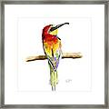 Gruccione  - Bee Eater - Merops Apiaster Framed Print