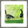 Grundy Lake Geese Framed Print