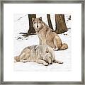 Guarding His Companion Framed Print