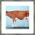 Guernsey Cow Standing Light Teal Background Framed Print