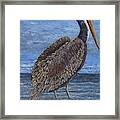 Gulf Coast Brown Pelican Framed Print