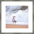 Gull And The Sea Framed Print