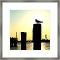 Gull At Sunset Eastern Shore St Michaels Md Framed Print