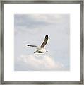 Gull In Flight Framed Print