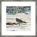 Gull On The Beach Framed Print