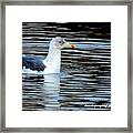 Gull On Winter's Pond Framed Print