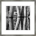 Gum Swamp Framed Print