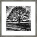 Hagley Tree 2 Framed Print