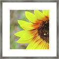 Half Sunflower Framed Print