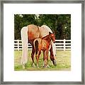 Halley And Missy Framed Print